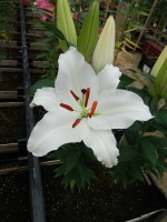 [4539 VH15 No02.JPG]